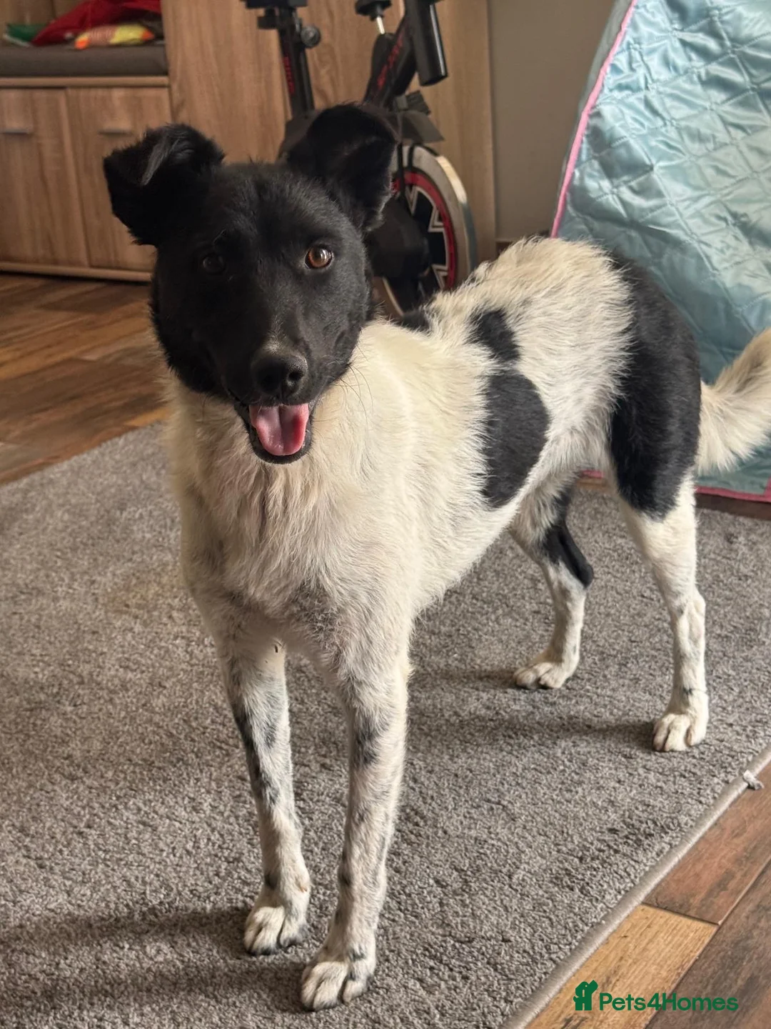 Mixed Breed dogs for adoption: Sweet Pepita looking for True Love  - Advert 2