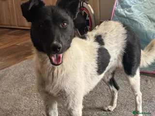 Mixed Breed dogs Sweet Pepita looking for True Love - Advert 5