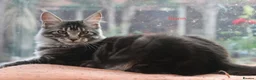 Maine Coon cats for sale: TICA registered, parents DNA tested negative - Advert 3