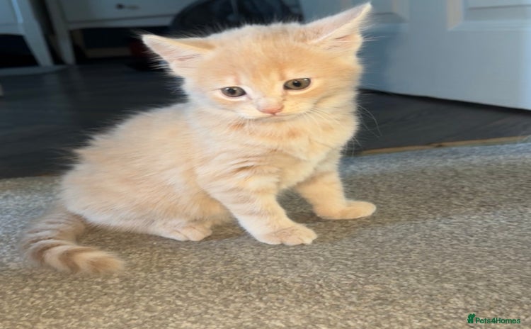 Mixed Breed cats - Advert 4