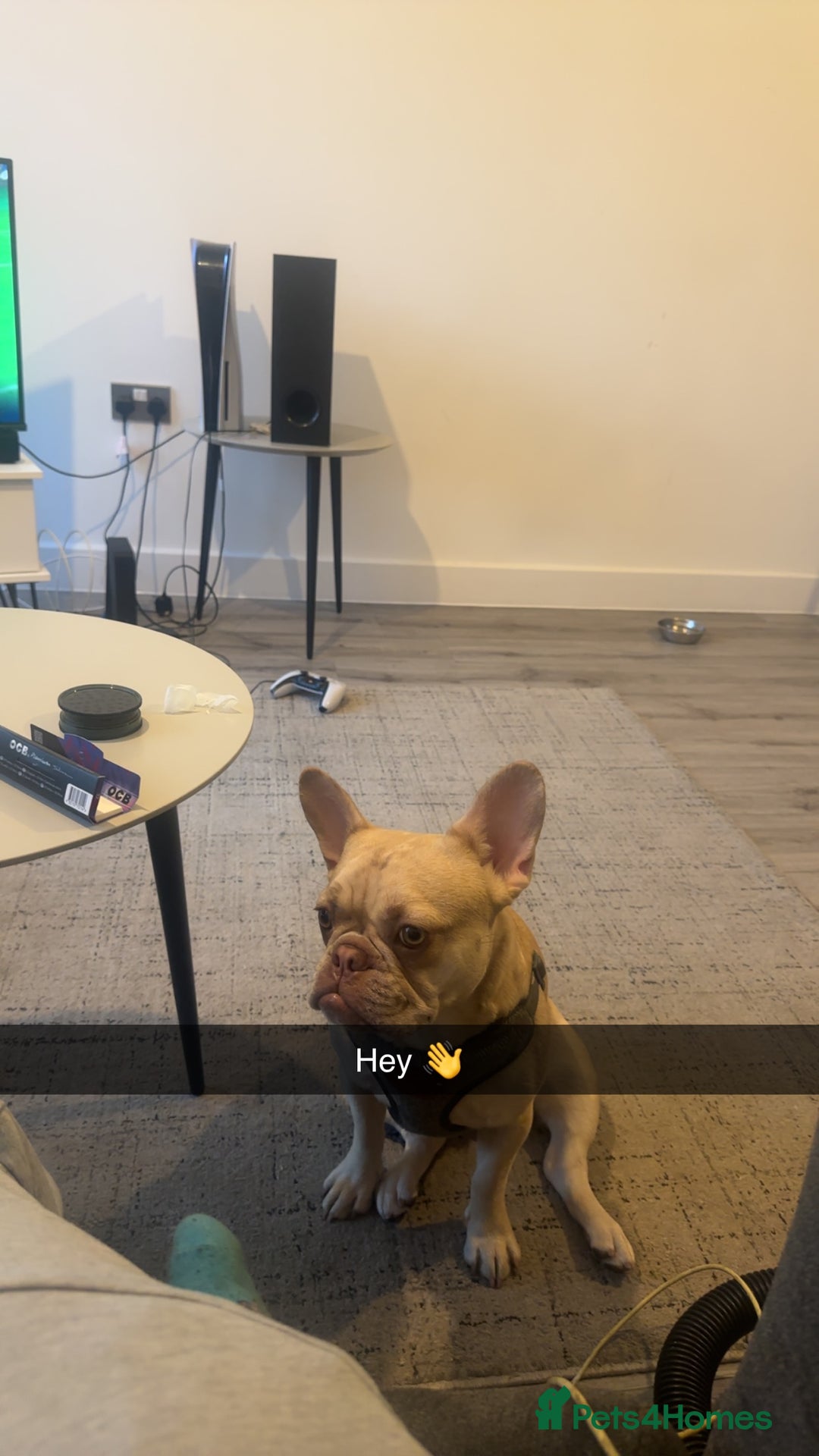 French Bulldog dogs for sale: Platinum French Bulldog Puppies – Ready  - Advert 7