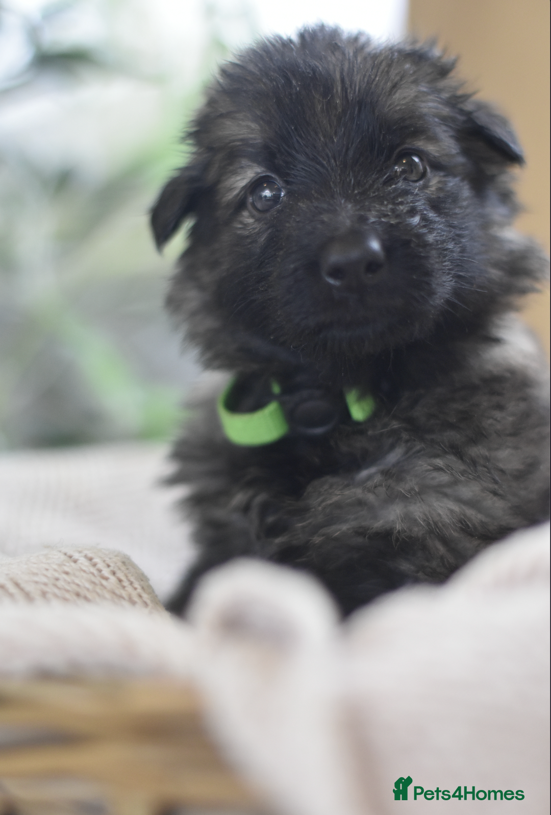 German Shepherd dogs for sale: KC registered 5 generation long coated GSD puppies - Advert 23