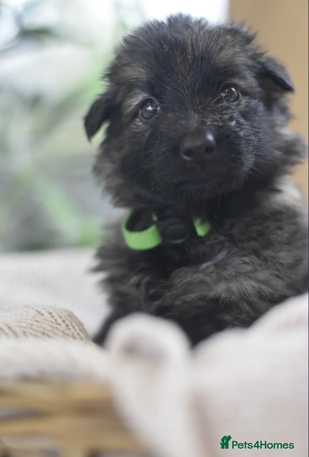 German Shepherd dogs for sale: KC registered 5 generation long coated GSD puppies - Advert 23