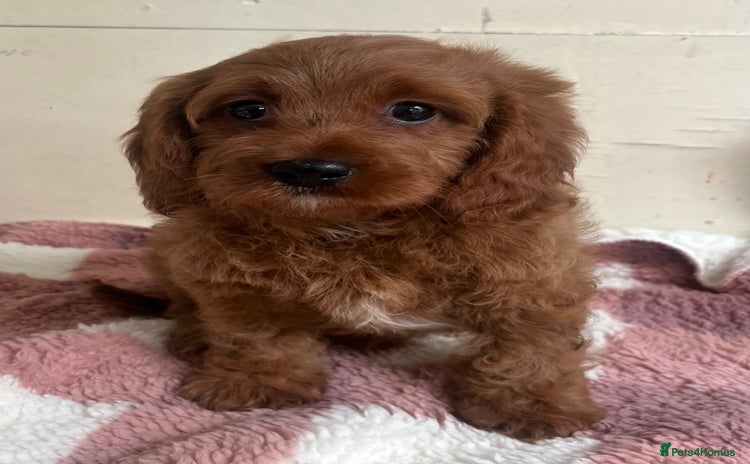 Cavapoo dogs in Liverpool - Advert 8
