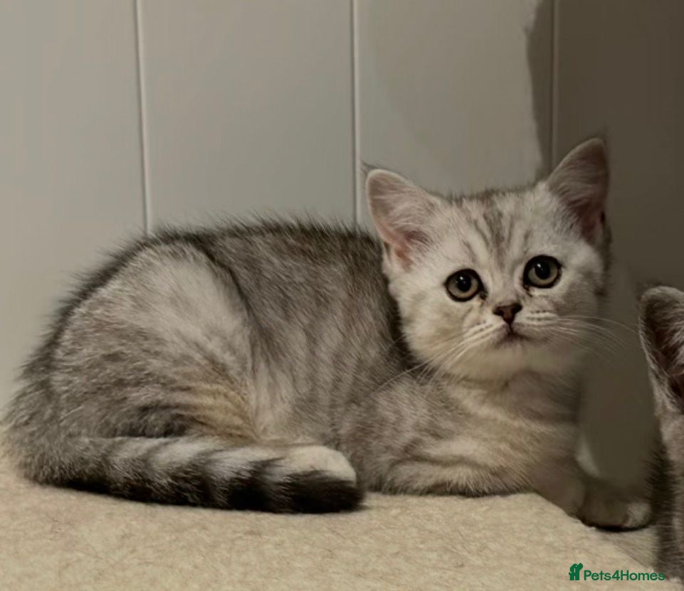 British Shorthair cats Silver shaded BS kitten female  - Advert 2