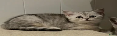 British Shorthair Kitten 1