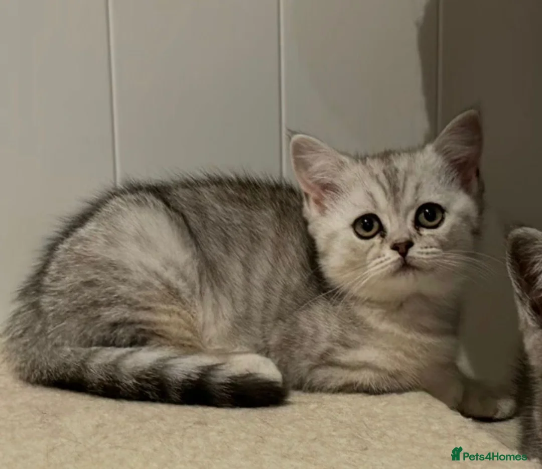 British Shorthair cats for sale: Silver shaded BS kitten female  in London - Advert 1