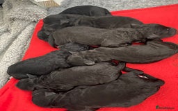 Bedlington Terrier dogs for sale: KC registered Bedlington terrier puppies - Image 2