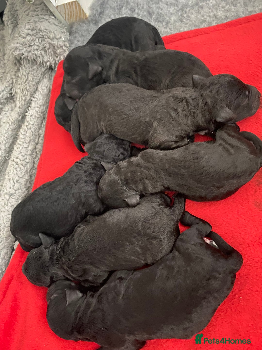 Bedlington Terrier dogs for sale: KC registered Bedlington terrier puppies - Image 2