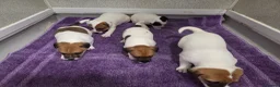 Jack Russell dogs for sale: Jack russell pups  in Stevenston - Advert 5
