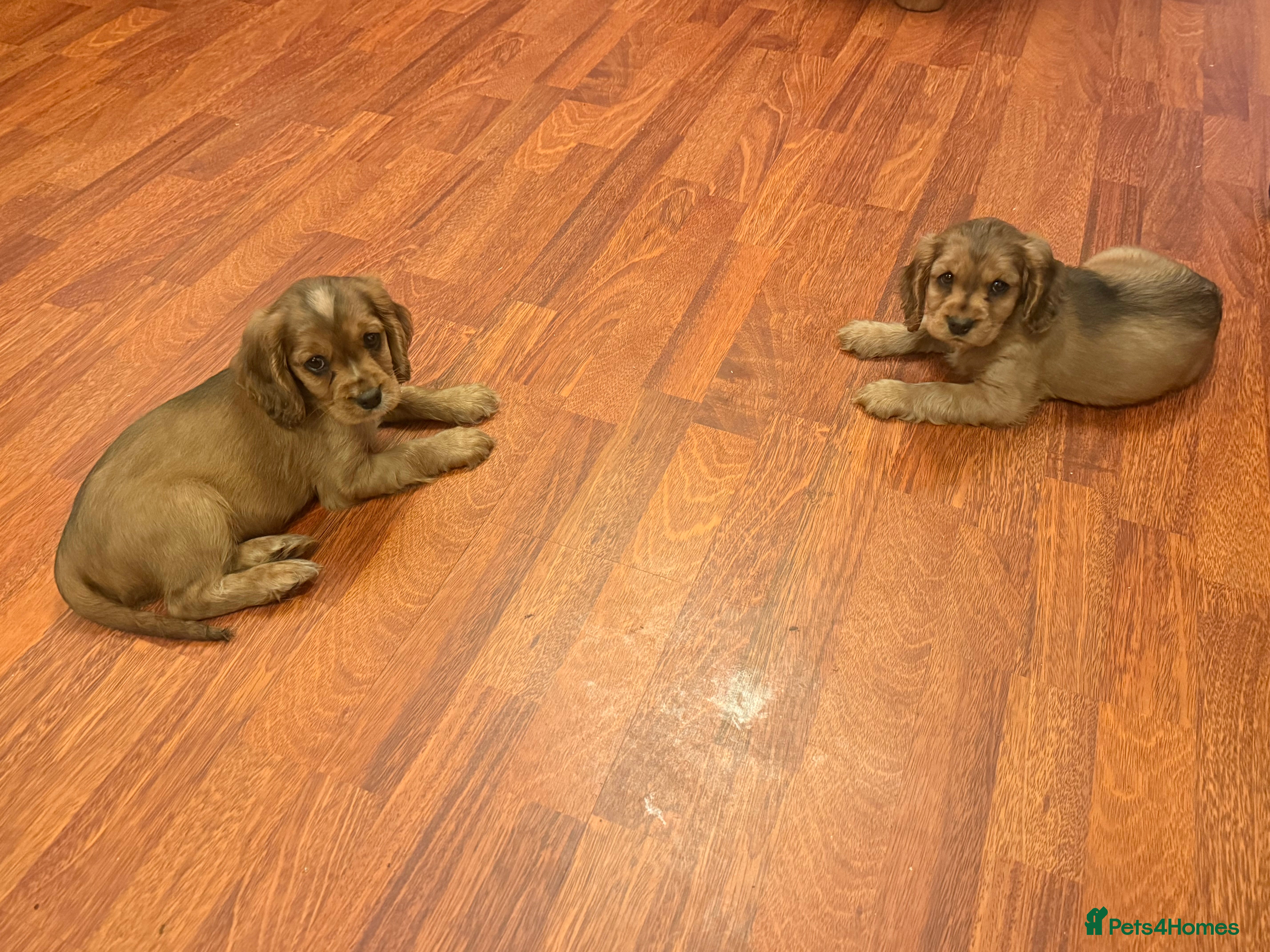 Cockalier dogs 2 male Cockalier puppies ready to leave  - Advert 1