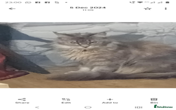 Maine Coon cats for sale: Maine coon kittens 3/4  - Image 7