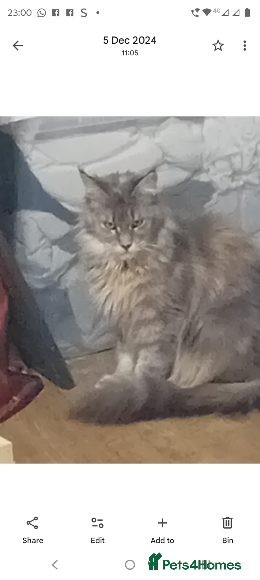 Maine Coon cats for sale: Maine coon kittens 3/4  - Image 7