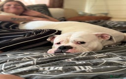 Olde English Bulldogge dogs for sale: Good home needed - Image 5