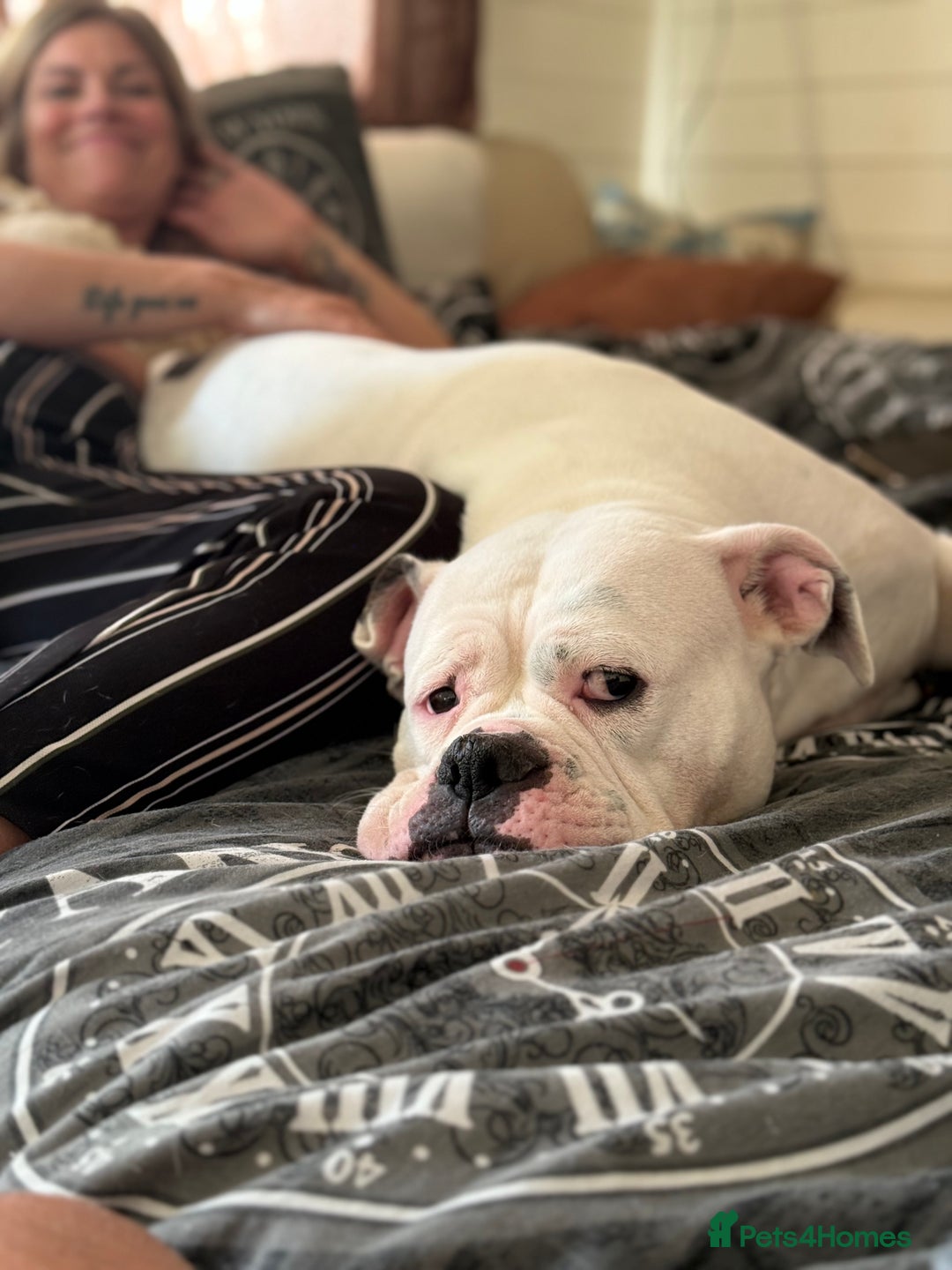 Olde English Bulldogge dogs for sale: Good home needed - Image 5