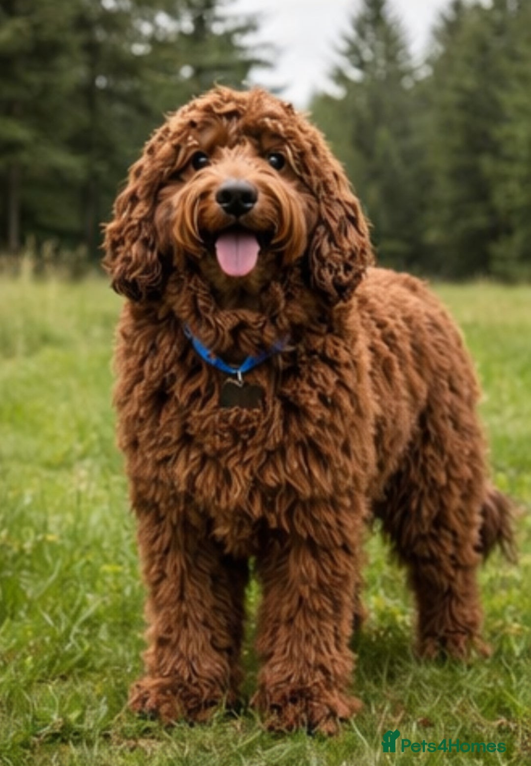 Goldendoodle dogs for sale: multigenerational Australian Red double doodles  - Advert 13