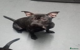 Staffordshire Bull Terrier dogs for sale: 8 Month Old Staffy Puppies - Advert 1