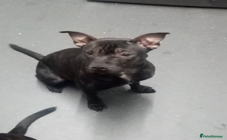 Staffordshire Bull Terrier dogs 8 Month Old Staffy Puppies - Advert 4