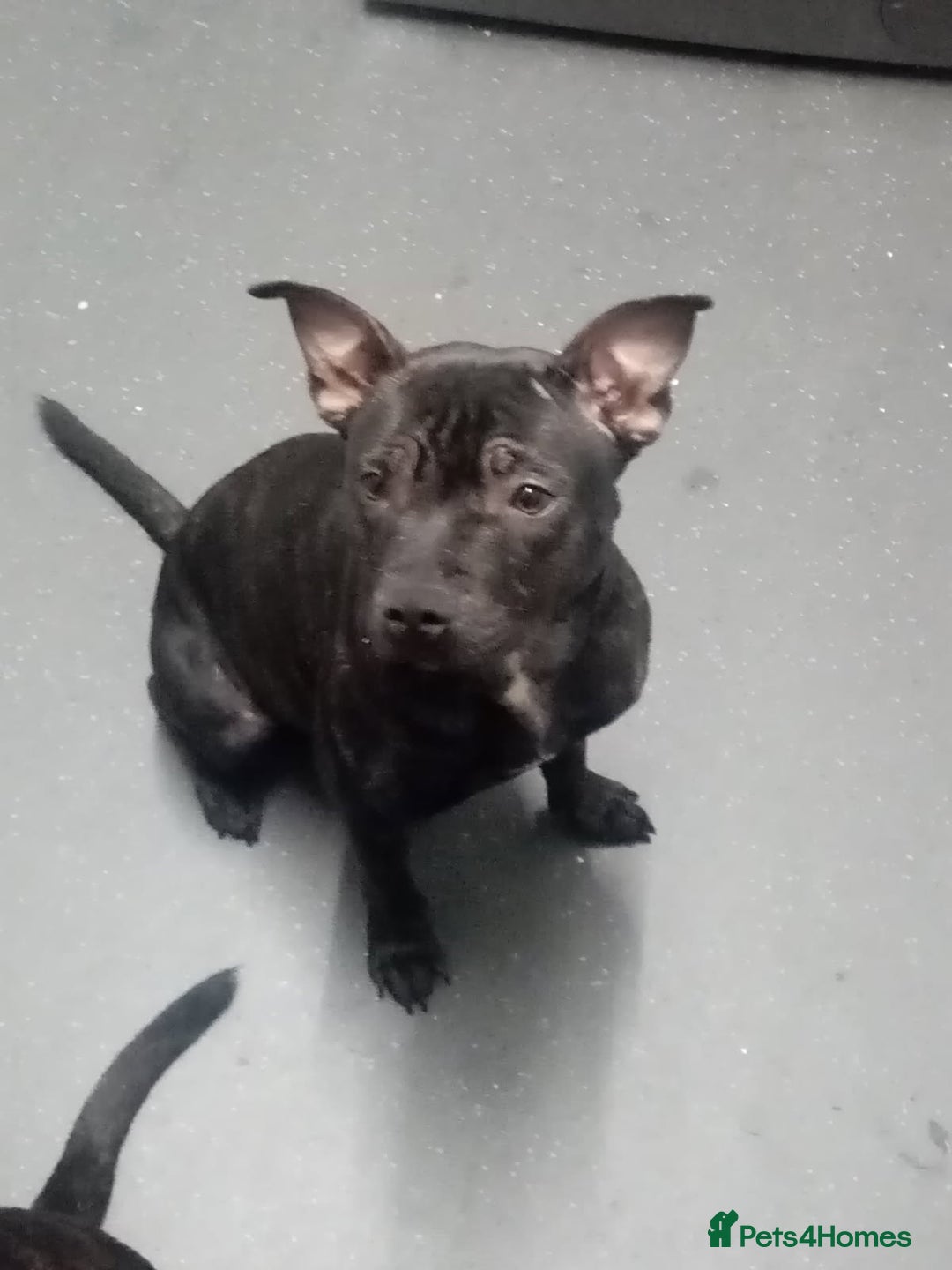 Staffordshire Bull Terrier dogs for sale: 8 Month Old Staffy Puppies - Advert 1