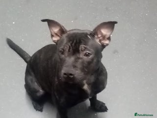 Staffordshire Bull Terrier dogs 8 Month Old Staffy Puppies - Advert 2