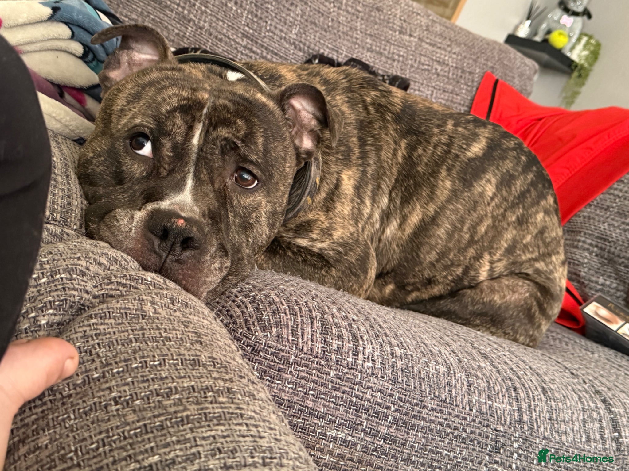 American Bulldog dogs Rascal  - Advert 2