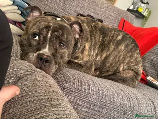 American Bulldog dogs Rascal - Advert 2