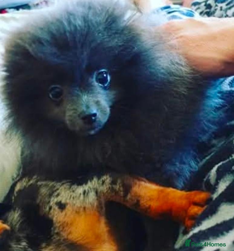 Pomeranian dogs for sale: Stunning lilac pomerainian baby girl  - Advert 2