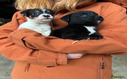 Jack Russell dogs for sale: Beautiful Jack Russell Puppies - Image 2