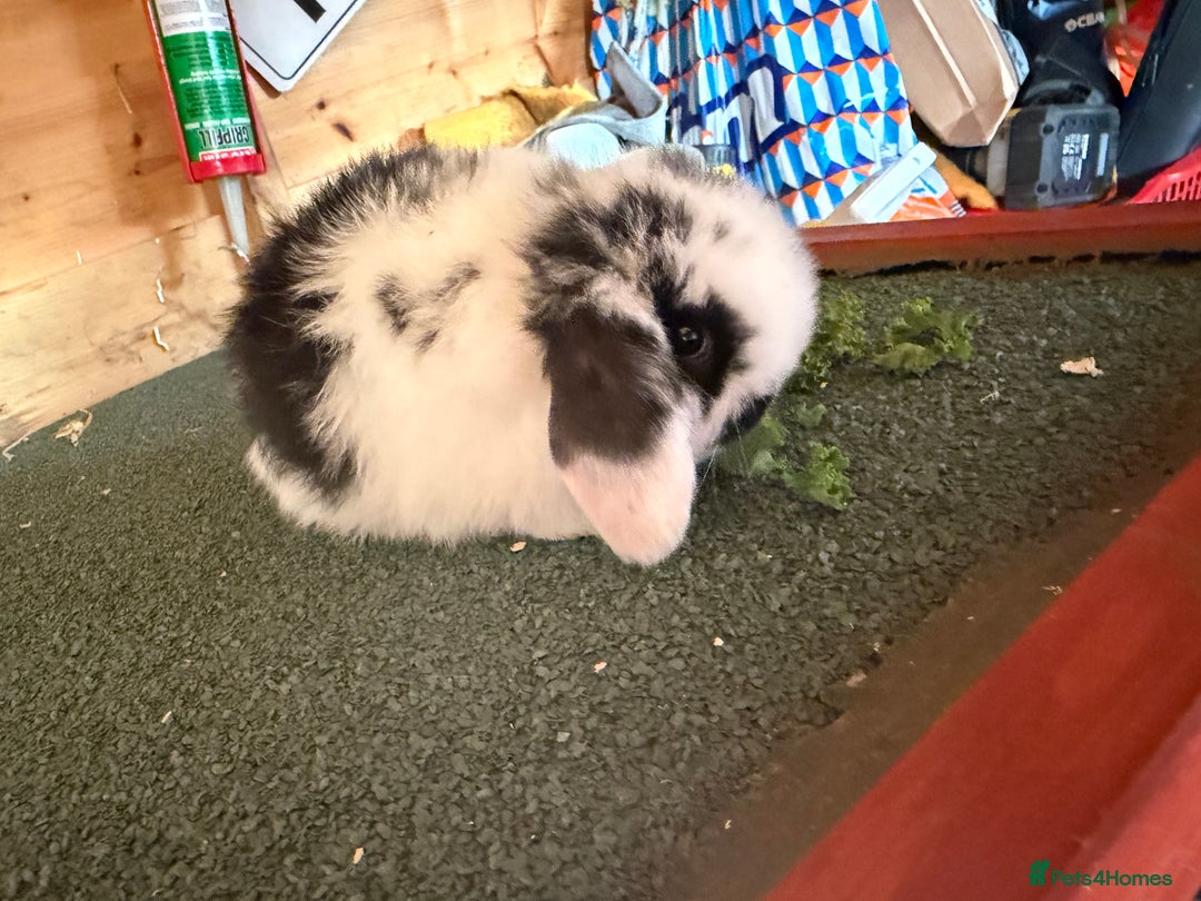 Mini Lop rabbits for sale: Baby mini lop bunnies  - Image 6