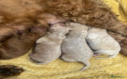 Cockapoo dogs for sale: Stunning F2 Champagne Female Cockapoo PRA CLEAR  - Image 7