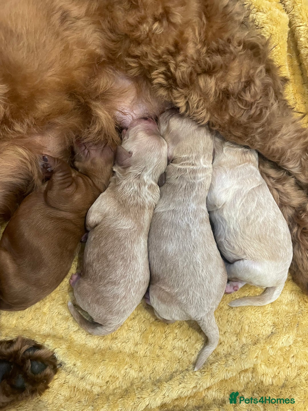 Cockapoo dogs for sale: Stunning F2 Champagne Female Cockapoo PRA CLEAR  - Image 7