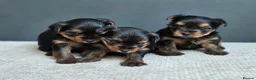 Yorkshire Terrier dogs for sale: BeautifulYorkshireTerrier Puppies-Raised with Care - Advert 5