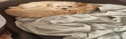 Cockapoo dogs for sale: 🐾 Hello, dear animal lovers! 🐾   - Advert 20