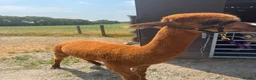 Alpaca livestock for sale: Tony, Timmy & Teddy – BACS Registered Alpaca Trio in Markfield - Advert 11
