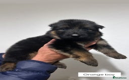 German Shepherd dogs for sale: BIG BONDED, LONG HAIRED GSD PUPPYS  - Image 19