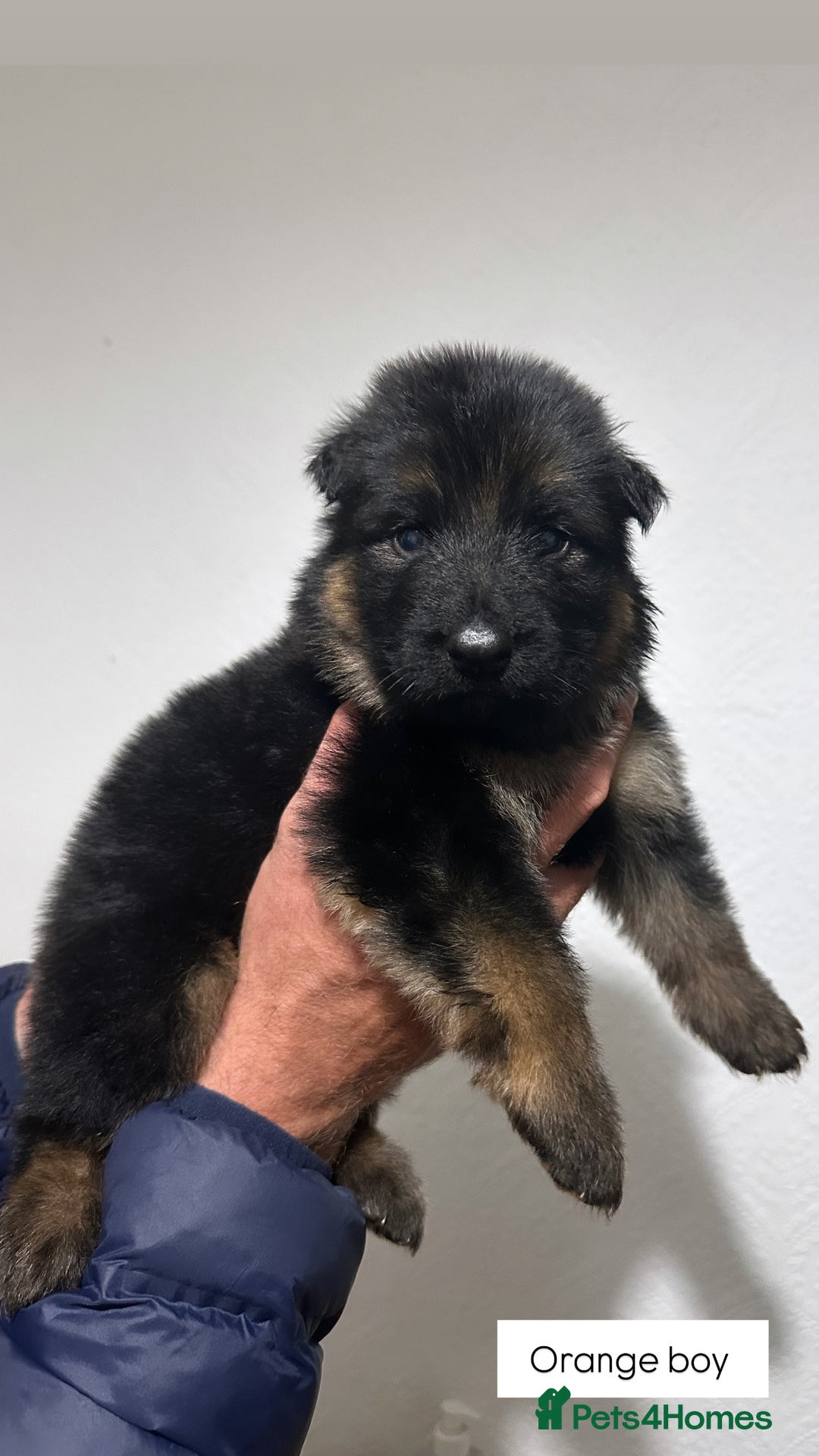 German Shepherd dogs for sale: BIG BONDED, LONG HAIRED GSD PUPPYS  - Image 19