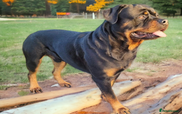Rottweiler dogs for sale: (KC) REX & DELLAS FINAL LITTER OF QUALITY PUPS - Image 10