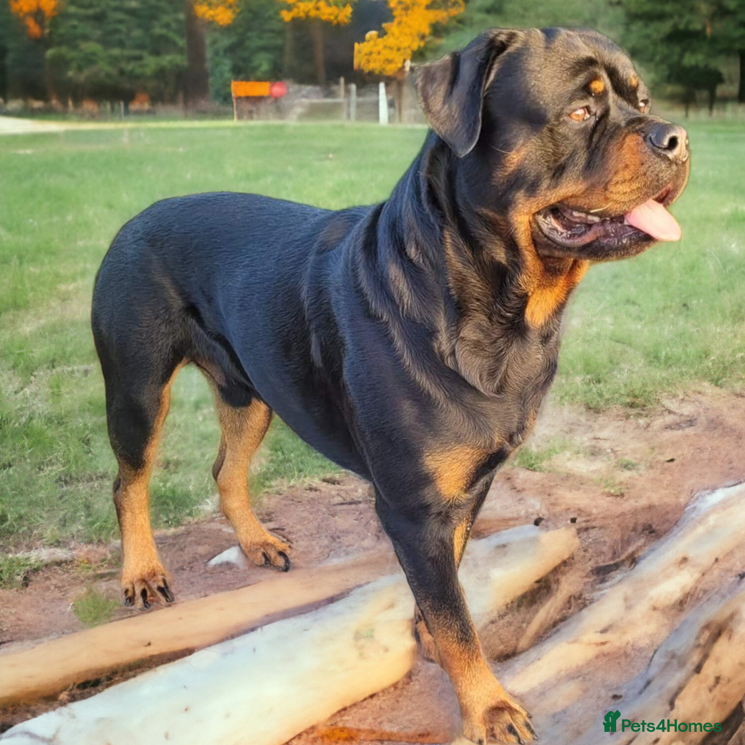 Rottweiler dogs for sale: (KC) REX & DELLAS FINAL LITTER OF QUALITY PUPS - Image 10