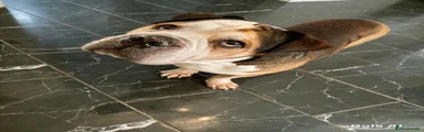 American Bulldog 1