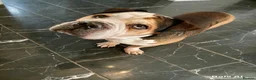 American Bulldog dogs for sale: 5 year old American bulldog in Wolverhampton - Advert 2