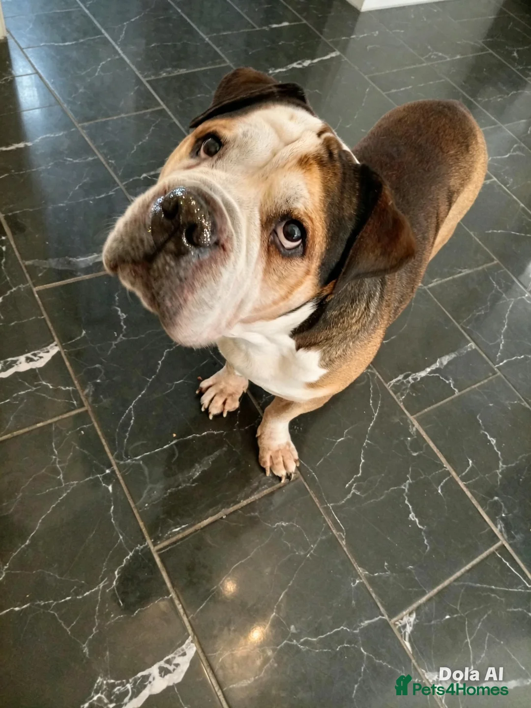 American Bulldog dogs for sale: 5 year old American bulldog in Wolverhampton - Advert 2