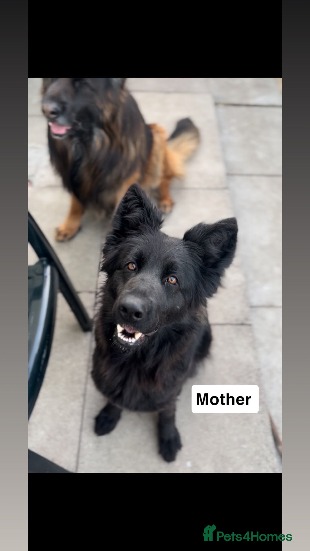 German Shepherd dogs for sale: 3 Beautiful German Shepherd puppies  - Advert 3