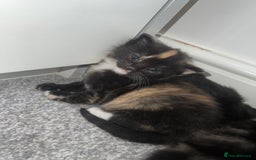 British Shorthair cats for sale: Female kittens - Image 9