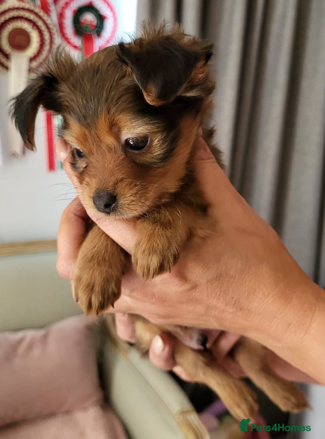 Russian Toy Terrier dogs for sale: Russian Toy puppies from show lines  - Advert 11