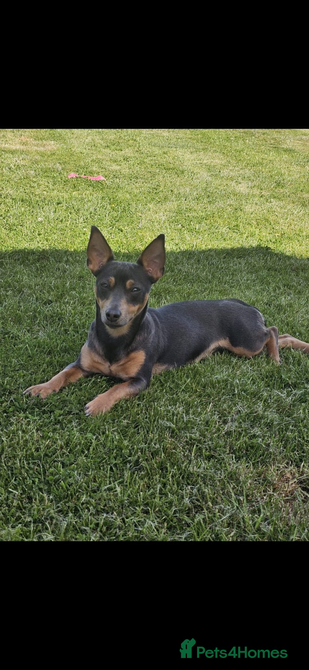 Jack Russell dogs for sale: Gorgeous Chunky Jack Russell Pups for sale - Advert 14