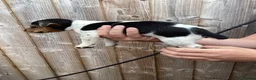 Jack Russell dogs for sale: Docked tail Jack Russel Puppies - Advert 6