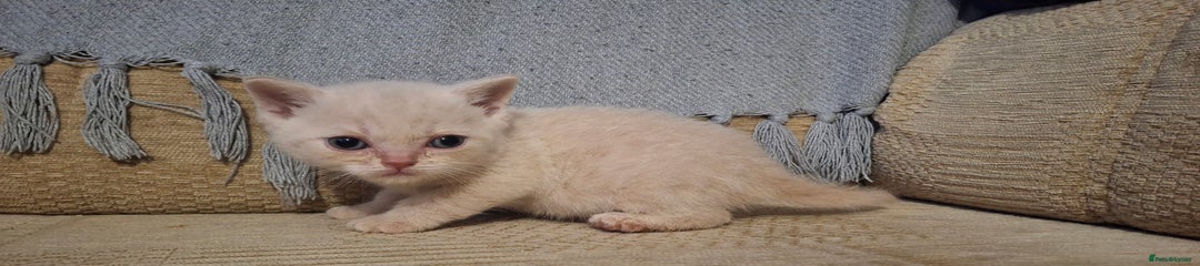 British Shorthair Kitten 4