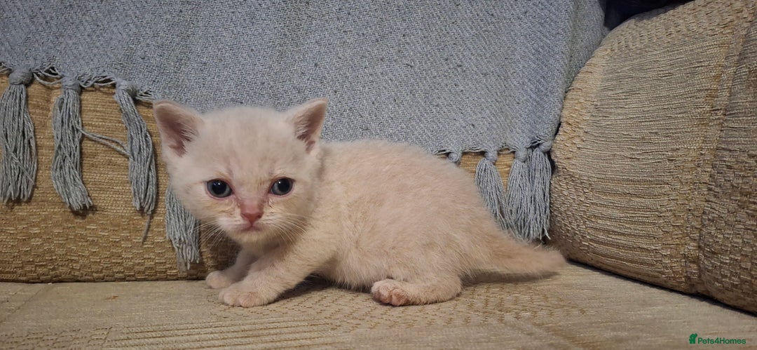 British Shorthair cats for sale: 5 british shorthair kittens. Male and female! - Image 5