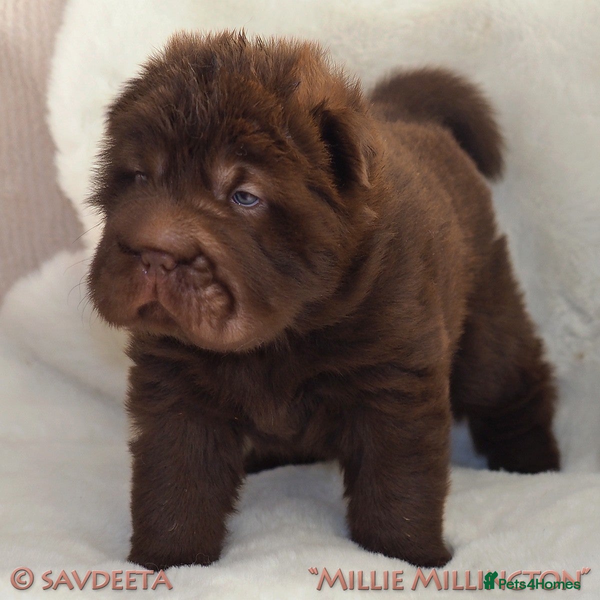 Shar Pei dogs Irresistible KC Reg Bear-coat Shar-Pei Puppies - Advert 2