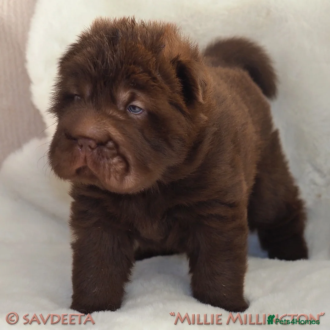 Shar Pei dogs for sale: Irresistible KC Reg Bear-coat Shar-Pei Puppies - Advert 2